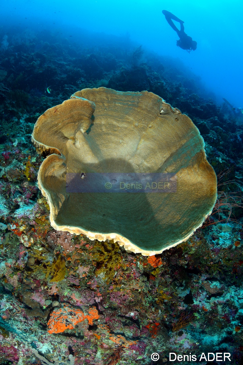 Petrosia nigricans Eponge grise lamellaire Ambiance-Wakatobi Sawa Cornucopia-30m-20180528-Denis-ADER-DSC_1435_tn.jpg